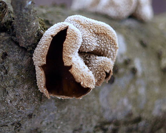 dutinovka otrubnatá Encoelia furfuracea (Roth) P. Karst.