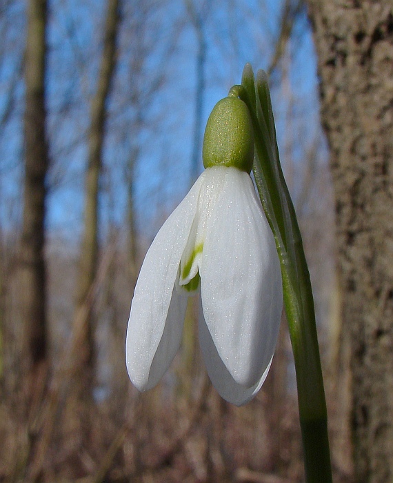 snežienka jarná Galanthus nivalis L.