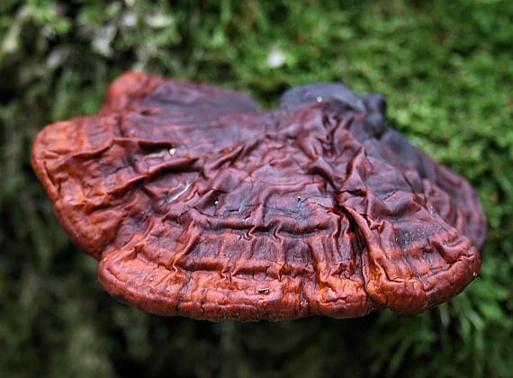 lesklokôrovka obyčajná Ganoderma lucidum (Curtis) P. Karst.