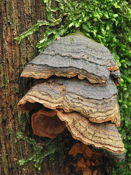 kožnačka hrdzavohnedá Hymenochaete rubiginosa (Dicks.) Lév.