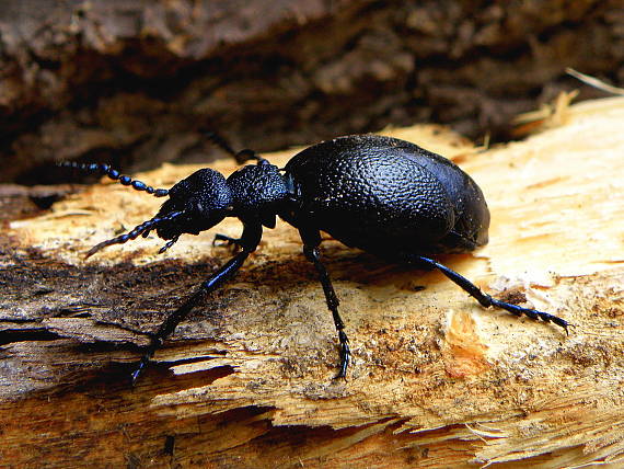 májka fialová Meloe violaceus