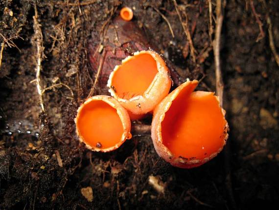 ohnivček zimný Microstoma cf. protractum (Fr.) Kanouse