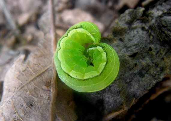 mora ovocná? Orthosia gothica?