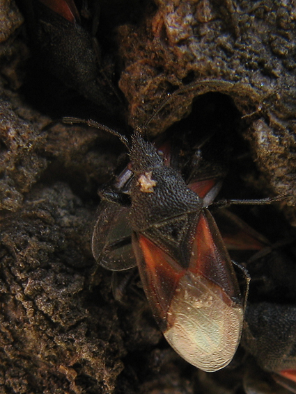 ploštička lipová Oxycarenus lavaterae