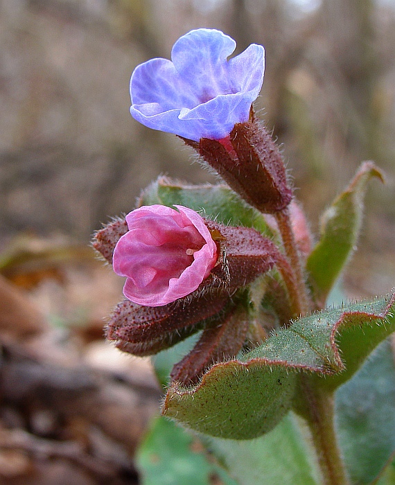 pľúcnik lekársky Pulmonaria officinalis L.