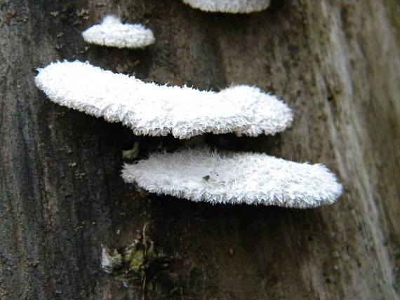 klanolupeňovka obyčajná Schizophyllum commune Fr.