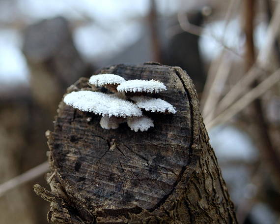 klanolupeňovka obyčajná Schizophyllum commune Fr.