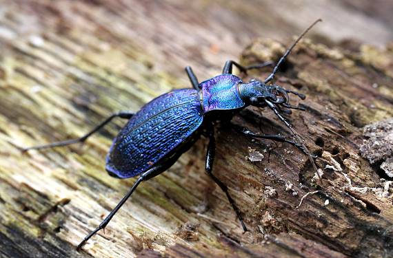 bystruška vráskavá Carabus intricatus