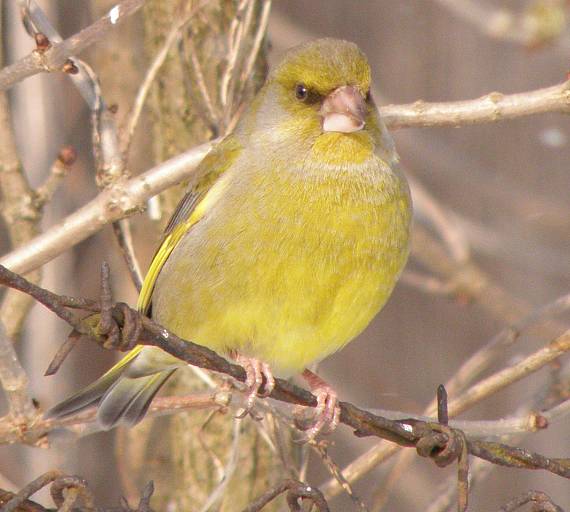 stehlík zelený  Carduelis chloris