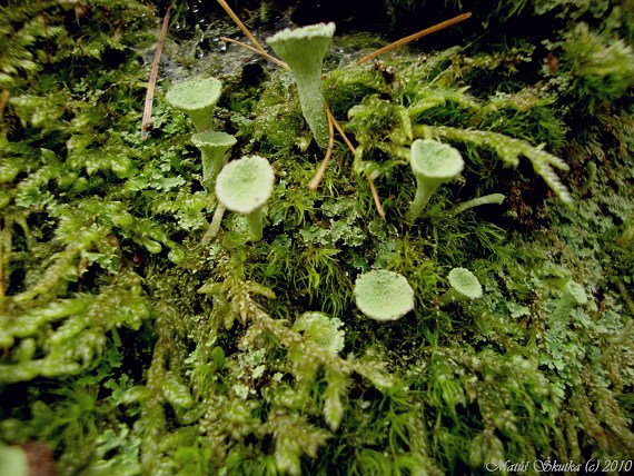 dutohlávka riasnatá Cladonia fimbriata (L.) Fr.