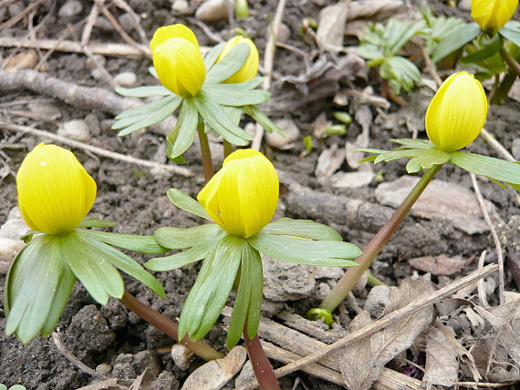 tavolín zimný Eranthis hyemalis (L.) Salisb.