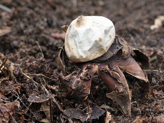 hviezdovka Geastrum sp.