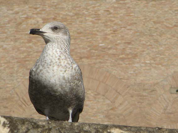 čajka Larus sp.