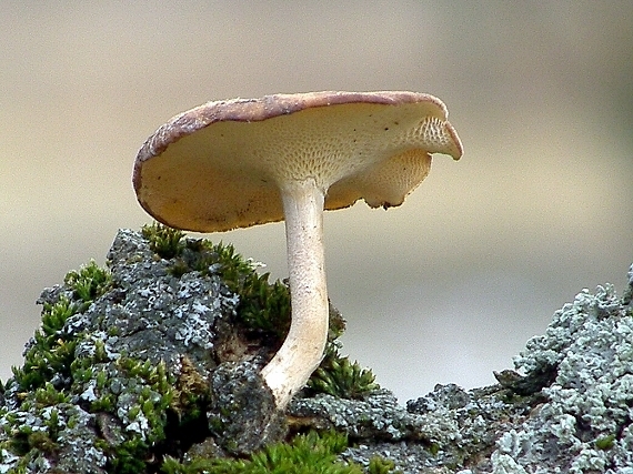 trúdnik zimný-choroš poloplástvový Lentinus brumalis (Pers.) Zmitr.