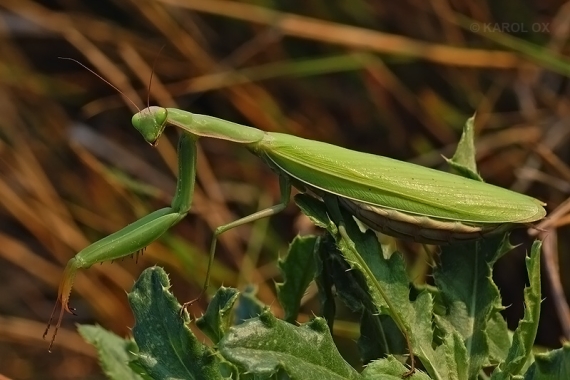 modlivka zelená Mantis religiosa