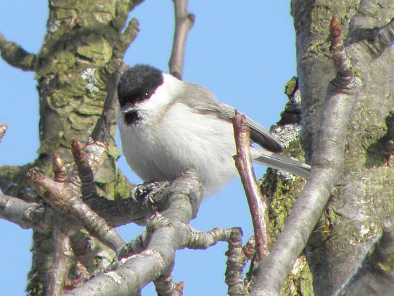 sýkorka leskohlavá Parus palustris