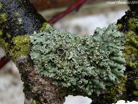 fyscia hviezdovitá Physcia stellaris (L.) Nyl.