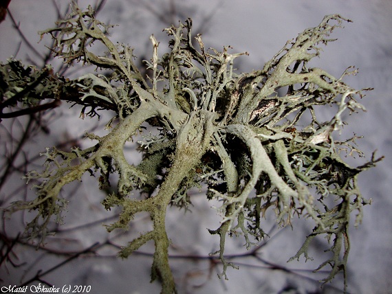 pakonárnik otrubový Pseudevernia furfuracea var. furfuracea (L.) Zopf