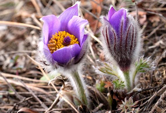 poniklec Pulsatilla sp.