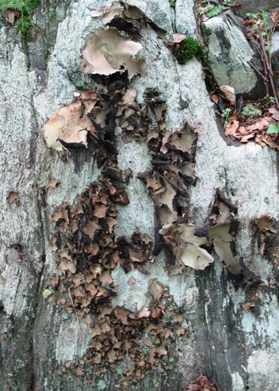 pupkovka  Umbilicaria mammulata (Ach.) Tuck.