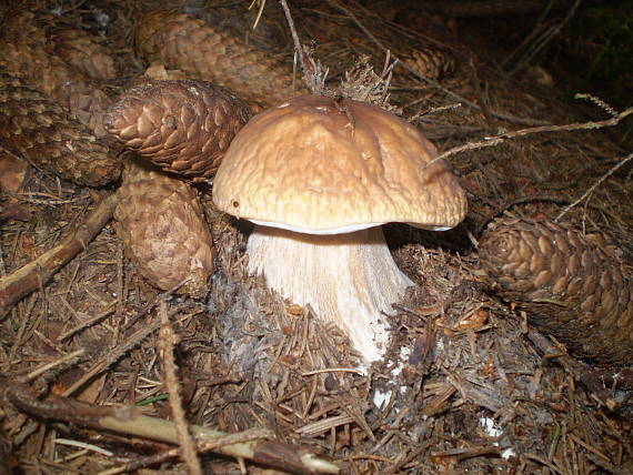 hríb smrekový Boletus edulis Bull.