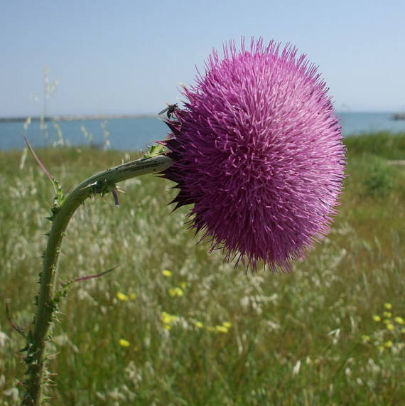 bodliak ovisnutý Carduus nutans L.