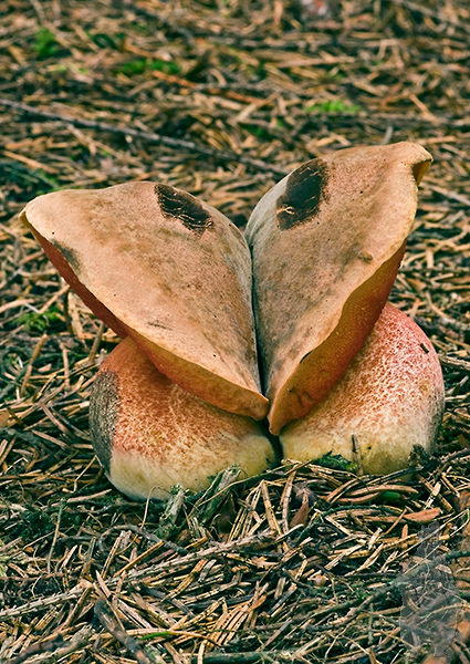 hríb zrnitohlúbikový Sutorius luridiformis (Rostk.) G. Wu & Zhu L. Yang