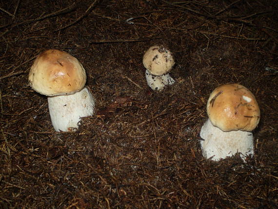 hríb smrekový Boletus edulis Bull.