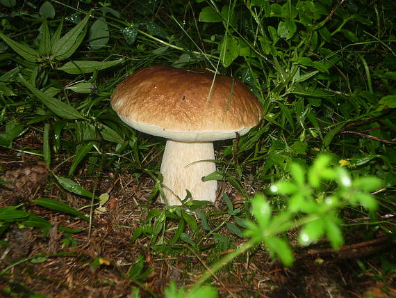 hríb smrekový Boletus edulis Bull.