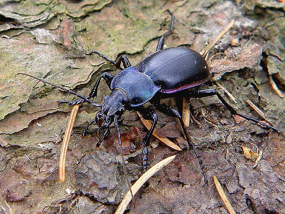 bystruška fialová Carabus violaceus Linnaeus, 1758