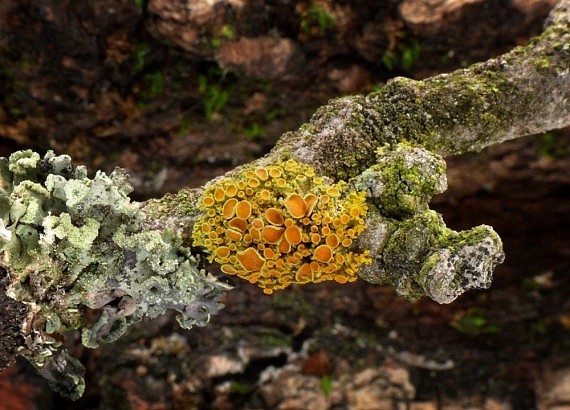 diskovník mnohoplodý Massjukiella polycarpa (Hoffm.) S.Y. Kondr., Fedorenko, S. Stenroos, Kärnefelt, Elix, J.S. Hur & A. Thell