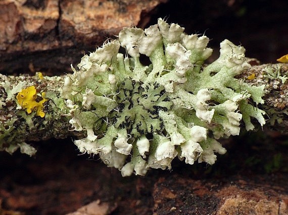 lišajník v lišajníku Physcia adscendens (Fr.) H. Olivier