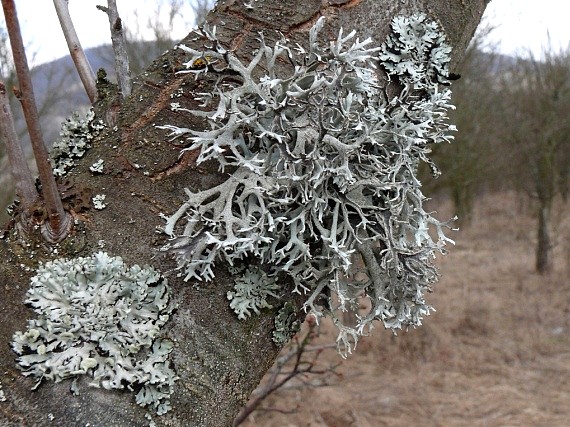 pakonárnik otrubový Pseudevernia furfuracea var. furfuracea (L.) Zopf