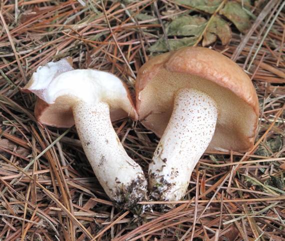 masliak zrnitý Suillus granulatus (L.) Roussel