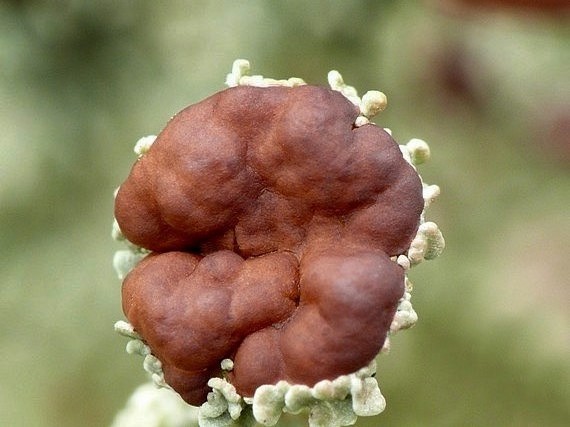 dutohlávka pohárikovitá Cladonia pyxidata (L.) Hoffm.