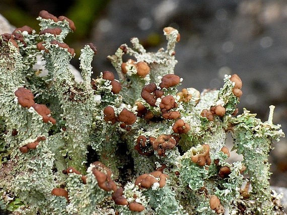 dutohlávka pohárikovitá Cladonia pyxidata (L.) Hoffm.