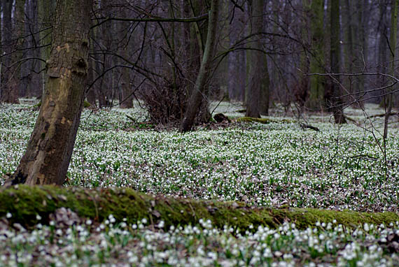 bleduľa jarná - bledule jarní  Leucojum vernum L.