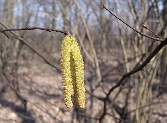 lieska obyčajná Corylus avellana L.