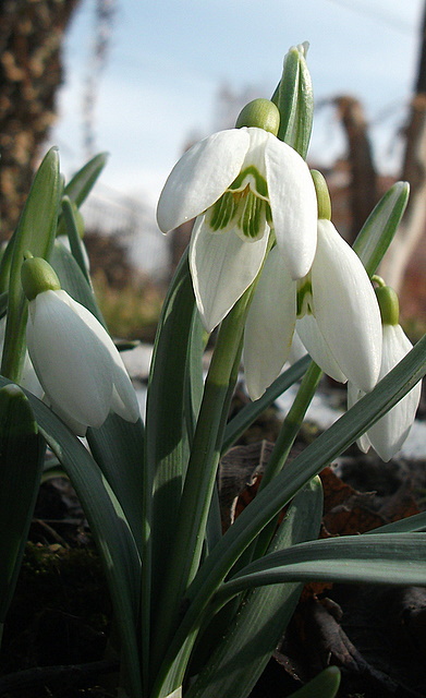 snežienka  Galanthus L.