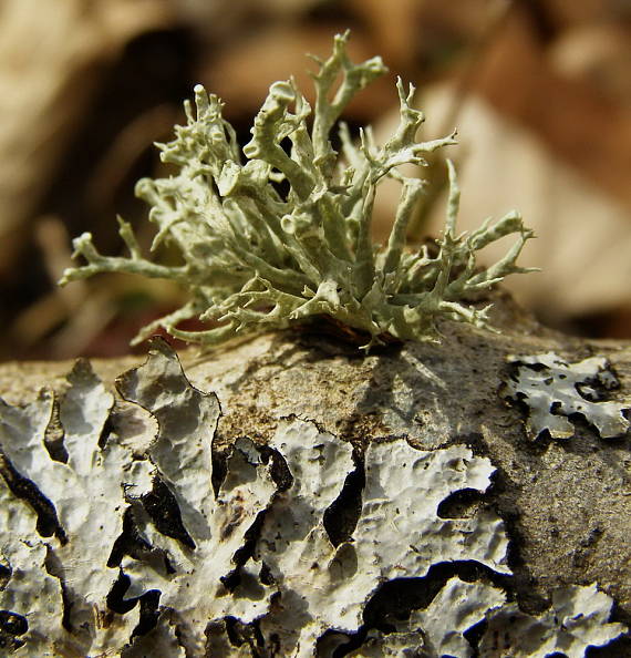 stužkovec topolový Ramalina fastigiata