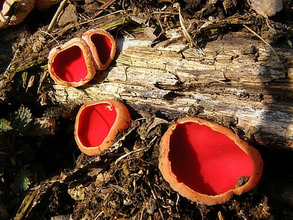 ohnivec šarlátový Sarcoscypha coccinea (Gray) Boud.