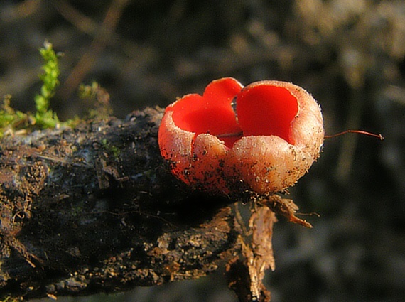 ohnivec šarlátový Sarcoscypha coccinea (Gray) Boud.