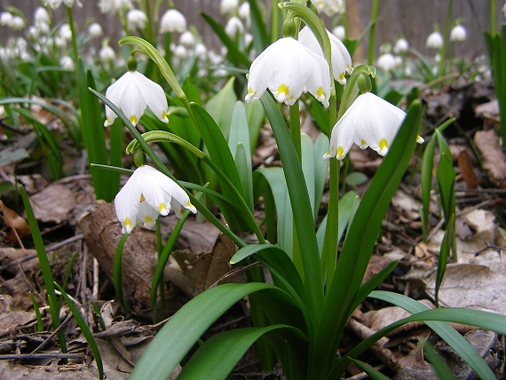 bleduľa jarná - bledule jarní   Leucojum vernum L.