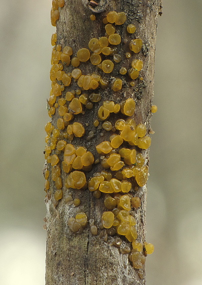 slzovec Dacrymyces sp.