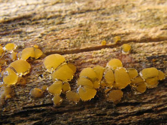 slzovec Dacrymyces sp.