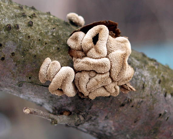 dutinovka otrubnatá Encoelia furfuracea (Roth) P. Karst.