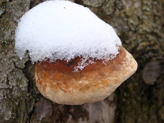 práchnovček pásikavý Fomitopsis pinicola (Sw.) P. Karst.