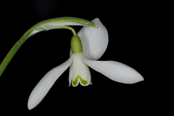 snežienka jarná - sněženka podsněžník (galanthus nivalis)  Galanthus nivalis  L.