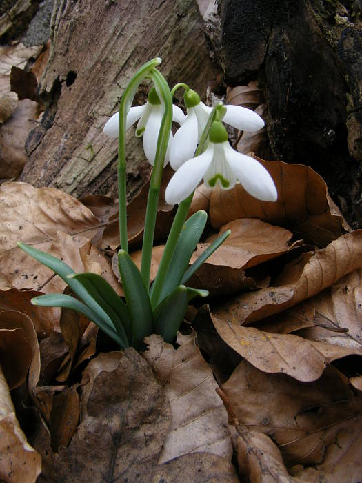 snežienka jarná Galanthus nivalis L.