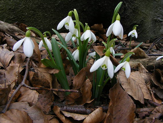 snežienka jarná Galanthus nivalis L.